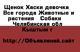 Щенок Хаски девочка - Все города Животные и растения » Собаки   . Челябинская обл.,Кыштым г.